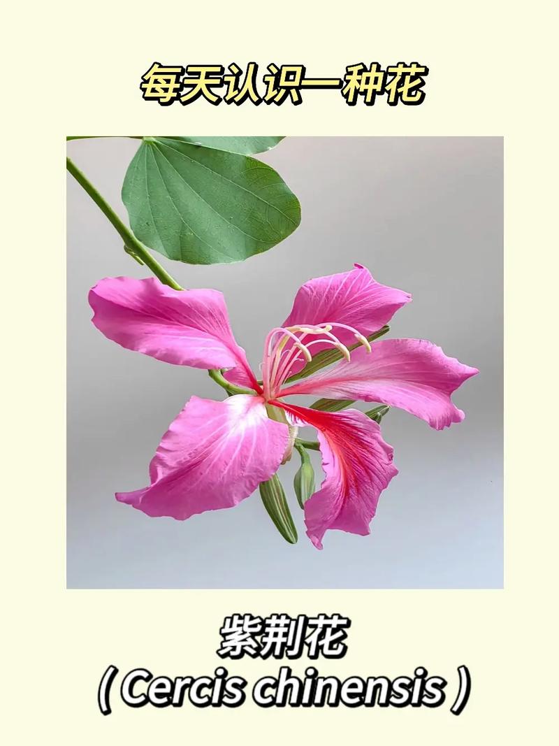 紫荆的冬天养殖禁忌，紫荆冬季图片？-第2张图片-优品飞百科