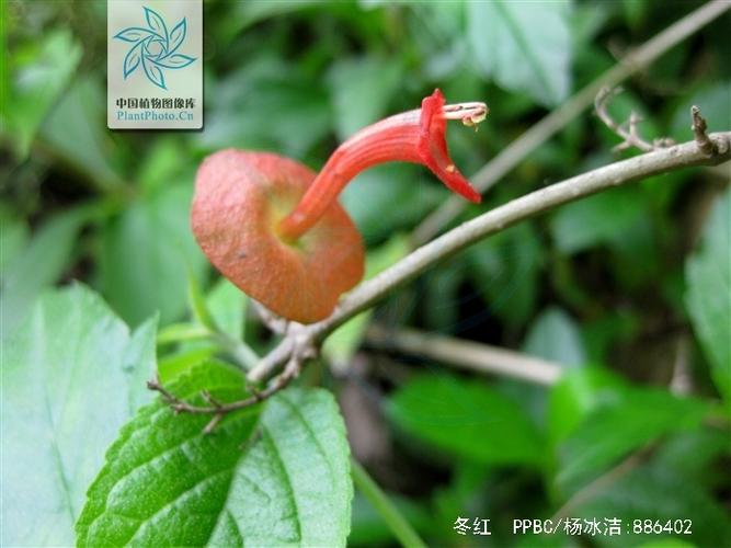 紫荆的冬天养殖禁忌，紫荆冬季图片？-第3张图片-优品飞百科