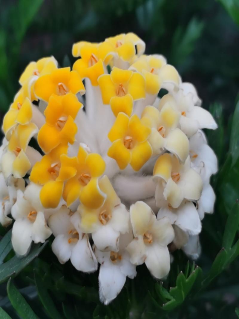 紫荆的冬天养殖禁忌，紫荆冬季图片？-第4张图片-优品飞百科