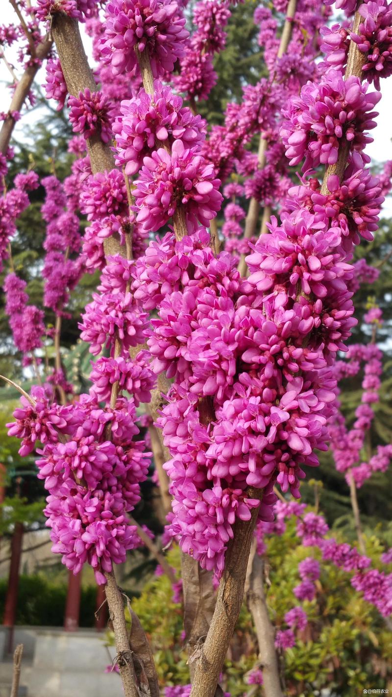 紫荆的冬天养殖禁忌，紫荆冬季图片？-第5张图片-优品飞百科