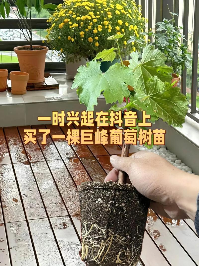 如何种植葡萄,如何种植葡萄树苗-第2张图片-优品飞百科 如何种植葡萄,如何种植葡萄树苗-第2张图片-优品飞百科