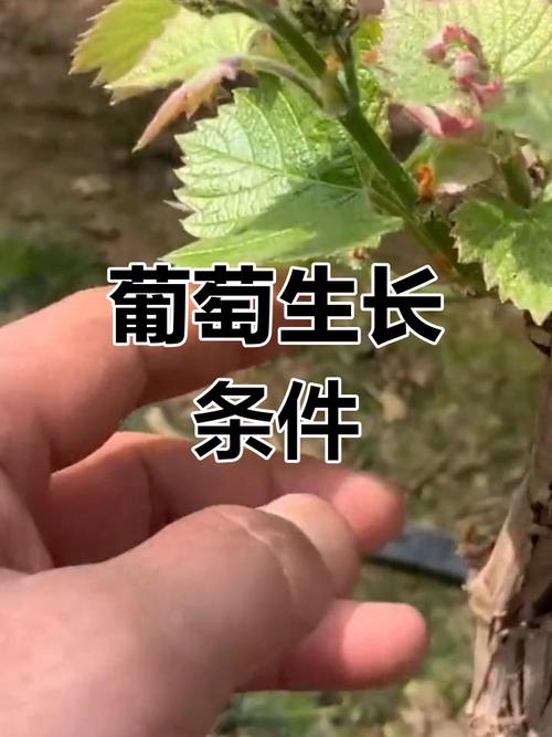 如何种植葡萄,如何种植葡萄树苗-第3张图片-优品飞百科 如何种植葡萄,如何种植葡萄树苗-第3张图片-优品飞百科