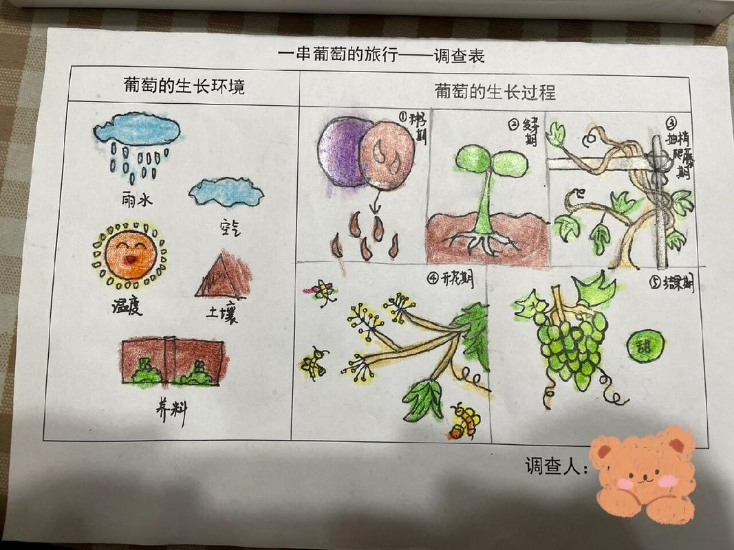 如何种植葡萄,如何种植葡萄树苗-第4张图片-优品飞百科 如何种植葡萄,如何种植葡萄树苗-第4张图片-优品飞百科