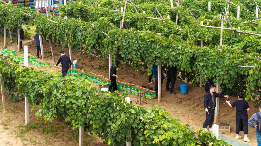 如何种植葡萄,如何种植葡萄树苗-第5张图片-优品飞百科 如何种植葡萄,如何种植葡萄树苗-第5张图片-优品飞百科