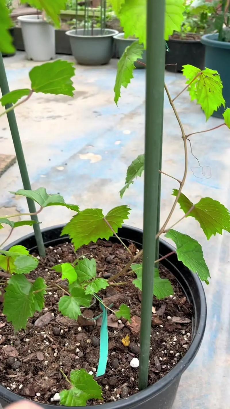 如何种植葡萄,如何种植葡萄树苗-第6张图片-优品飞百科 如何种植葡萄,如何种植葡萄树苗-第6张图片-优品飞百科