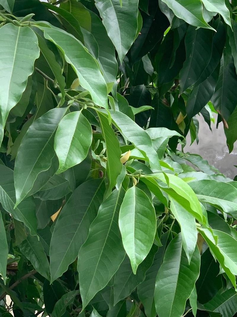黄桷兰插土里能存活吗，黄桷兰结果需要摘掉吗？-第1张图片-优品飞百科