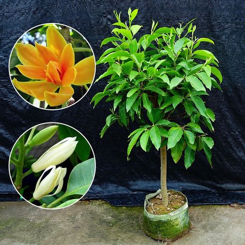 黄桷兰插土里能存活吗，黄桷兰结果需要摘掉吗？-第2张图片-优品飞百科