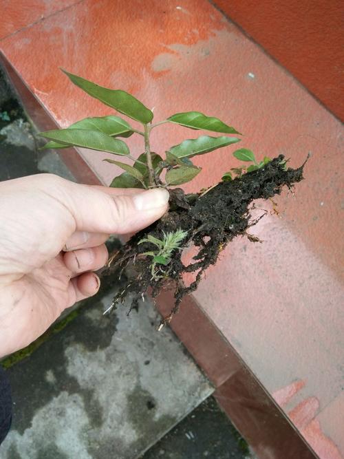 黄桷兰插土里能存活吗，黄桷兰结果需要摘掉吗？-第3张图片-优品飞百科