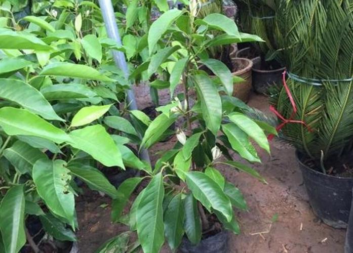 黄桷兰插土里能存活吗，黄桷兰结果需要摘掉吗？-第4张图片-优品飞百科