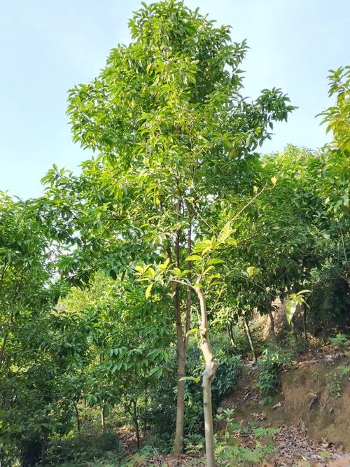 黄桷兰插土里能存活吗，黄桷兰结果需要摘掉吗？-第5张图片-优品飞百科