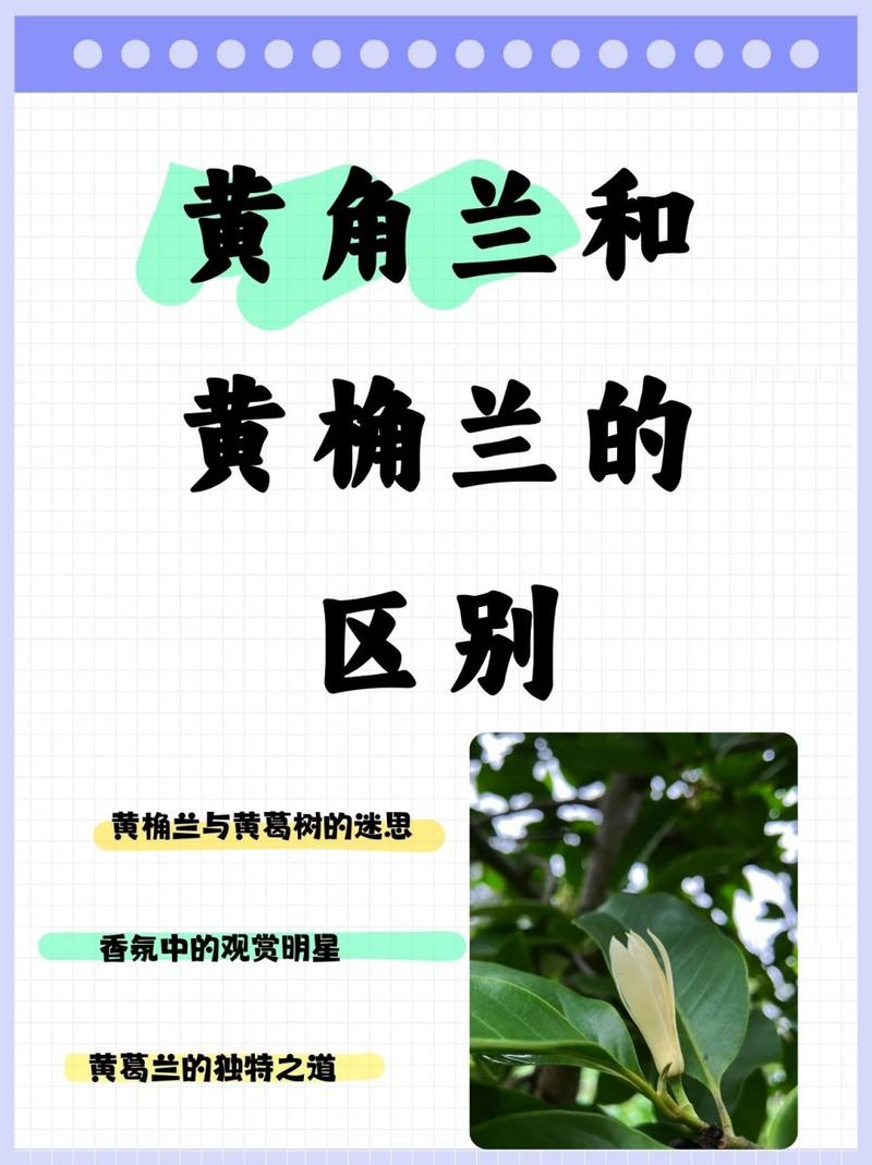 黄桷兰插土里能存活吗，黄桷兰结果需要摘掉吗？-第6张图片-优品飞百科