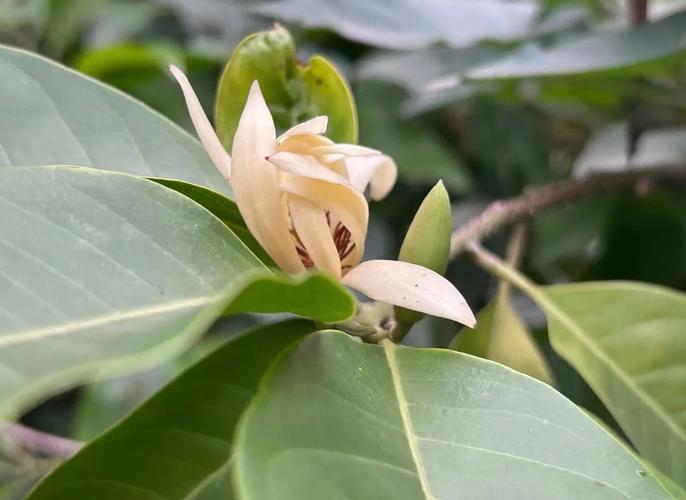 黄桷兰插土里能存活吗，黄桷兰结果需要摘掉吗？-第7张图片-优品飞百科