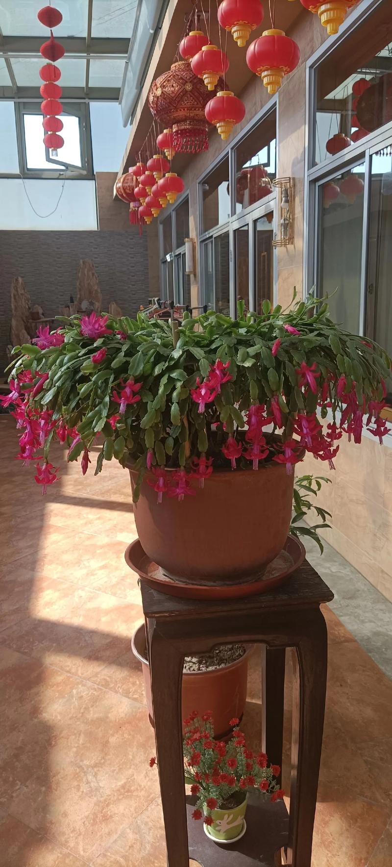 蟹爪兰长寿剪1刀、喂片药，蟹爪兰养了十多年应该怎样修剪？