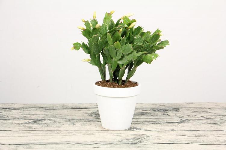 蟹爪兰长寿剪1刀、喂片药，蟹爪兰养了十多年应该怎样修剪？-第2张图片-优品飞百科