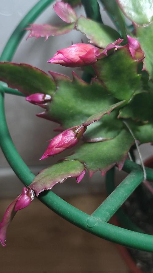 蟹爪兰长寿剪1刀、喂片药，蟹爪兰养了十多年应该怎样修剪？-第3张图片-优品飞百科