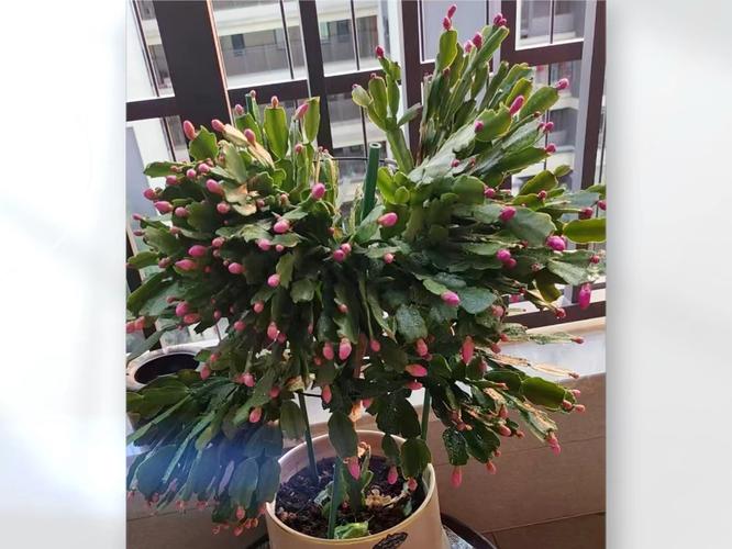 蟹爪兰长寿剪1刀、喂片药，蟹爪兰养了十多年应该怎样修剪？-第4张图片-优品飞百科