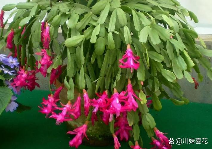 蟹爪兰长寿剪1刀、喂片药，蟹爪兰养了十多年应该怎样修剪？-第5张图片-优品飞百科