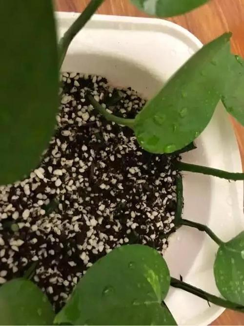 枕头里掏出一把芯，枕头里面抽出被子叫什么？-第4张图片-优品飞百科