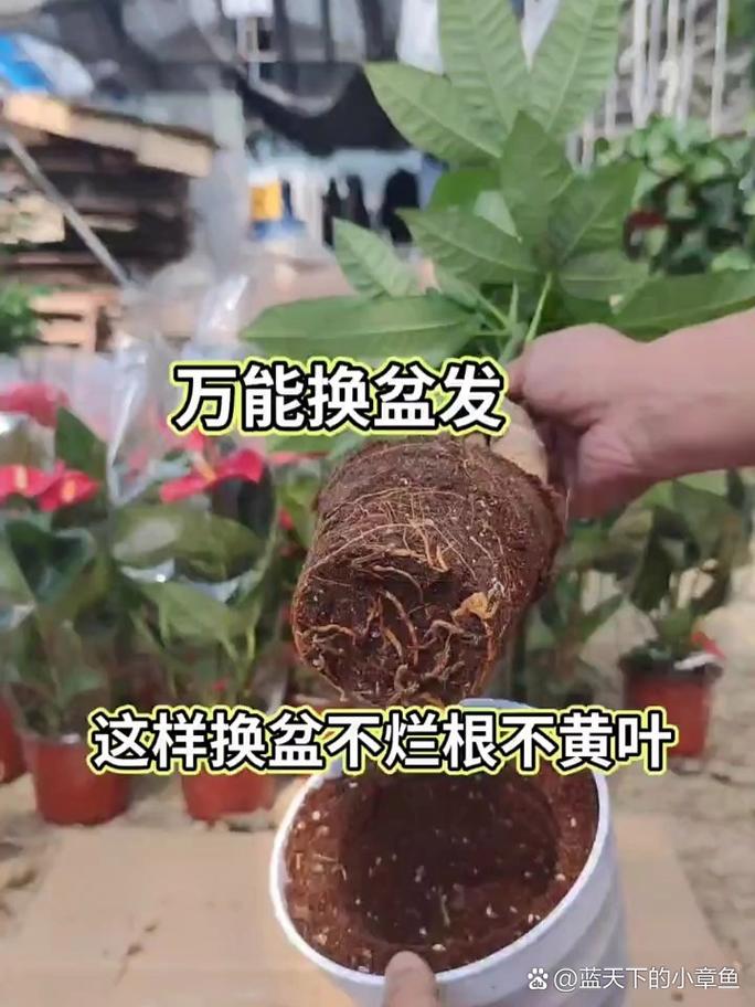 大发财树怎么换盆，大发财树怎么换盆视频？-第1张图片-优品飞百科