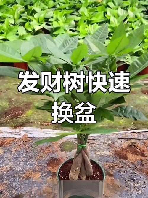 大发财树怎么换盆，大发财树怎么换盆视频？-第3张图片-优品飞百科