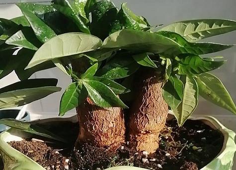 大发财树怎么换盆，大发财树怎么换盆视频？-第4张图片-优品飞百科