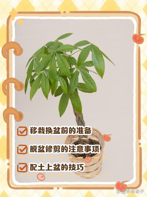大发财树怎么换盆，大发财树怎么换盆视频？-第6张图片-优品飞百科