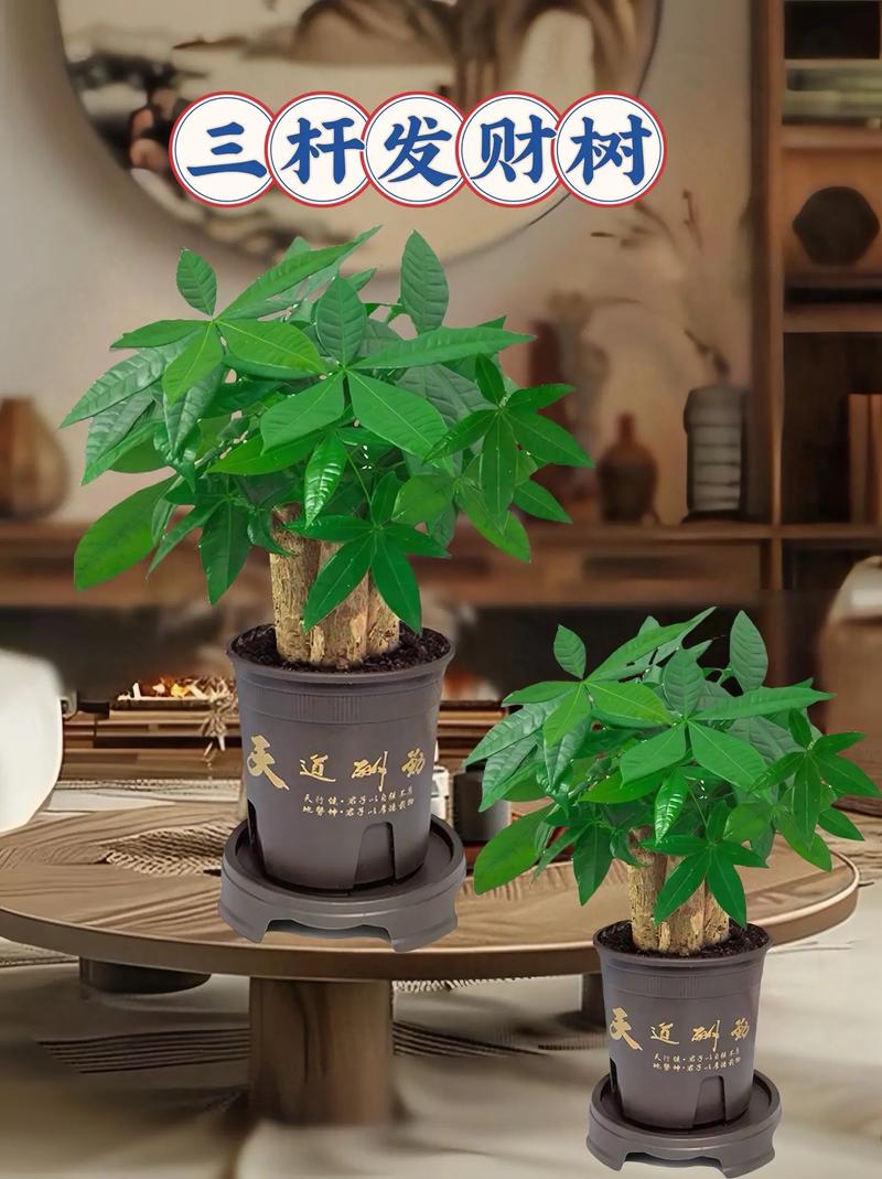 大发财树怎么换盆，大发财树怎么换盆视频？-第7张图片-优品飞百科