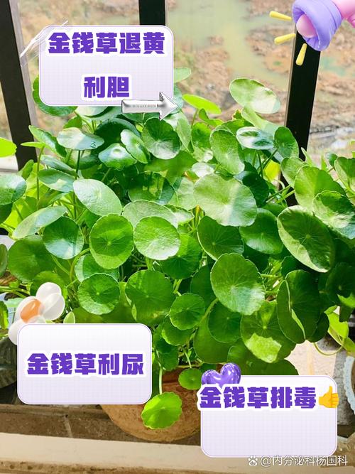 金钱草养护技巧,金钱草怎么养家庭养法?-第1张图片-优品飞百科 金钱草养护技巧,金钱草怎么养家庭养法?-第1张图片-优品飞百科