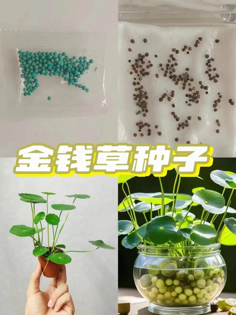 金钱草养护技巧,金钱草怎么养家庭养法?-第2张图片-优品飞百科 金钱草养护技巧,金钱草怎么养家庭养法?-第2张图片-优品飞百科