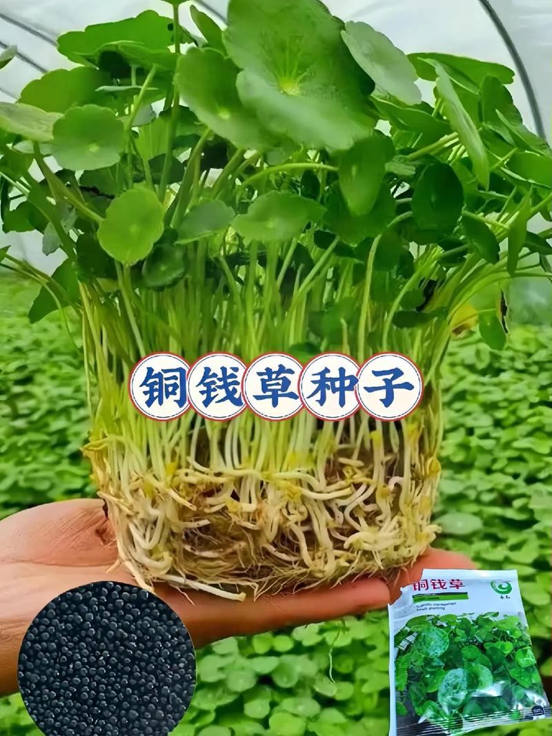 金钱草养护技巧,金钱草怎么养家庭养法?-第3张图片-优品飞百科 金钱草养护技巧,金钱草怎么养家庭养法?-第3张图片-优品飞百科