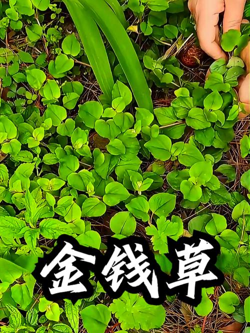 金钱草养护技巧,金钱草怎么养家庭养法?-第4张图片-优品飞百科 金钱草养护技巧,金钱草怎么养家庭养法?-第4张图片-优品飞百科