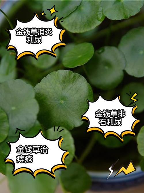 金钱草养护技巧,金钱草怎么养家庭养法?-第5张图片-优品飞百科 金钱草养护技巧,金钱草怎么养家庭养法?-第5张图片-优品飞百科