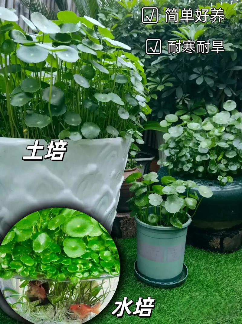 金钱草养护技巧,金钱草怎么养家庭养法?-第6张图片-优品飞百科 金钱草养护技巧,金钱草怎么养家庭养法?-第6张图片-优品飞百科