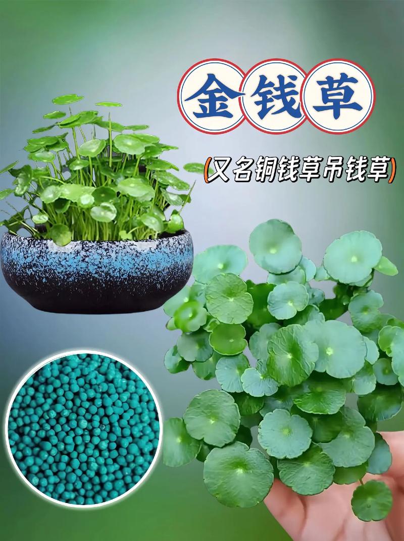 金钱草养护技巧,金钱草怎么养家庭养法?-第7张图片-优品飞百科 金钱草养护技巧,金钱草怎么养家庭养法?-第7张图片-优品飞百科