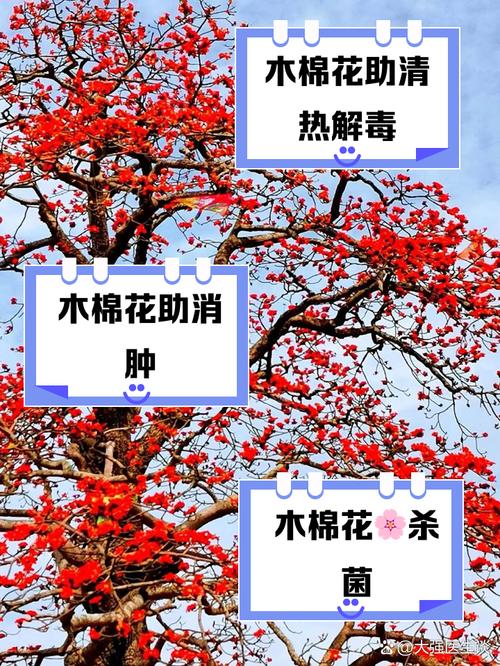 冬天养殖木棉的禁忌？冬季木棉花图片？-第1张图片-优品飞百科