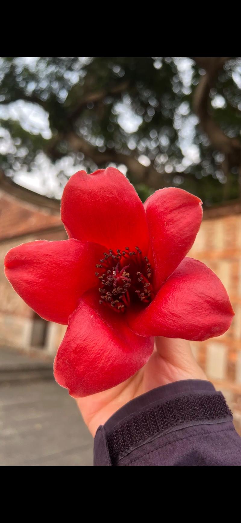 冬天养殖木棉的禁忌？冬季木棉花图片？-第2张图片-优品飞百科