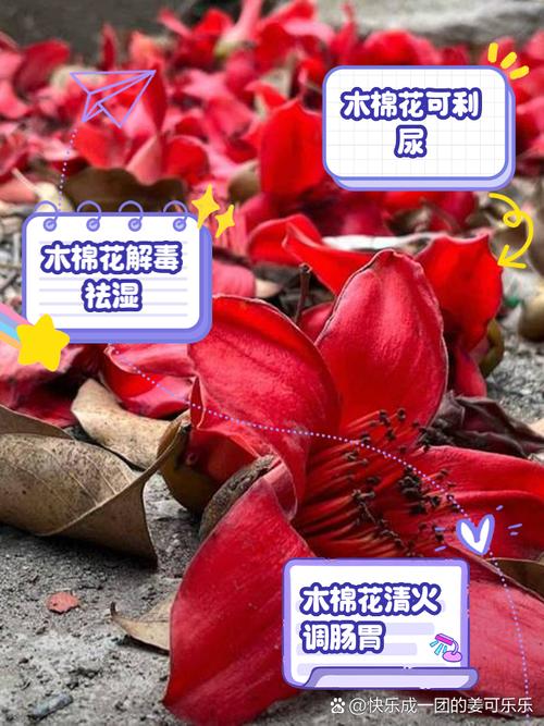 冬天养殖木棉的禁忌？冬季木棉花图片？-第4张图片-优品飞百科