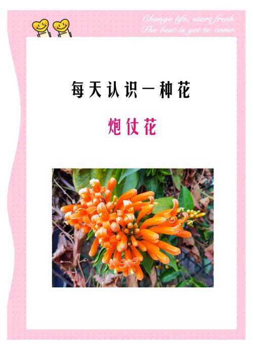 炮仗花的冬天养殖禁忌,炮仗花冬季可露地过冬吗-第1张图片-优品飞百科 炮仗花的冬天养殖禁忌,炮仗花冬季可露地过冬吗-第1张图片-优品飞百科
