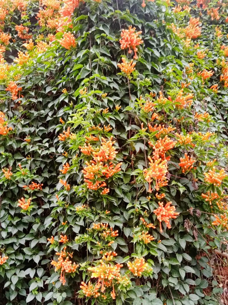 炮仗花的冬天养殖禁忌,炮仗花冬季可露地过冬吗-第2张图片-优品飞百科 炮仗花的冬天养殖禁忌,炮仗花冬季可露地过冬吗-第2张图片-优品飞百科