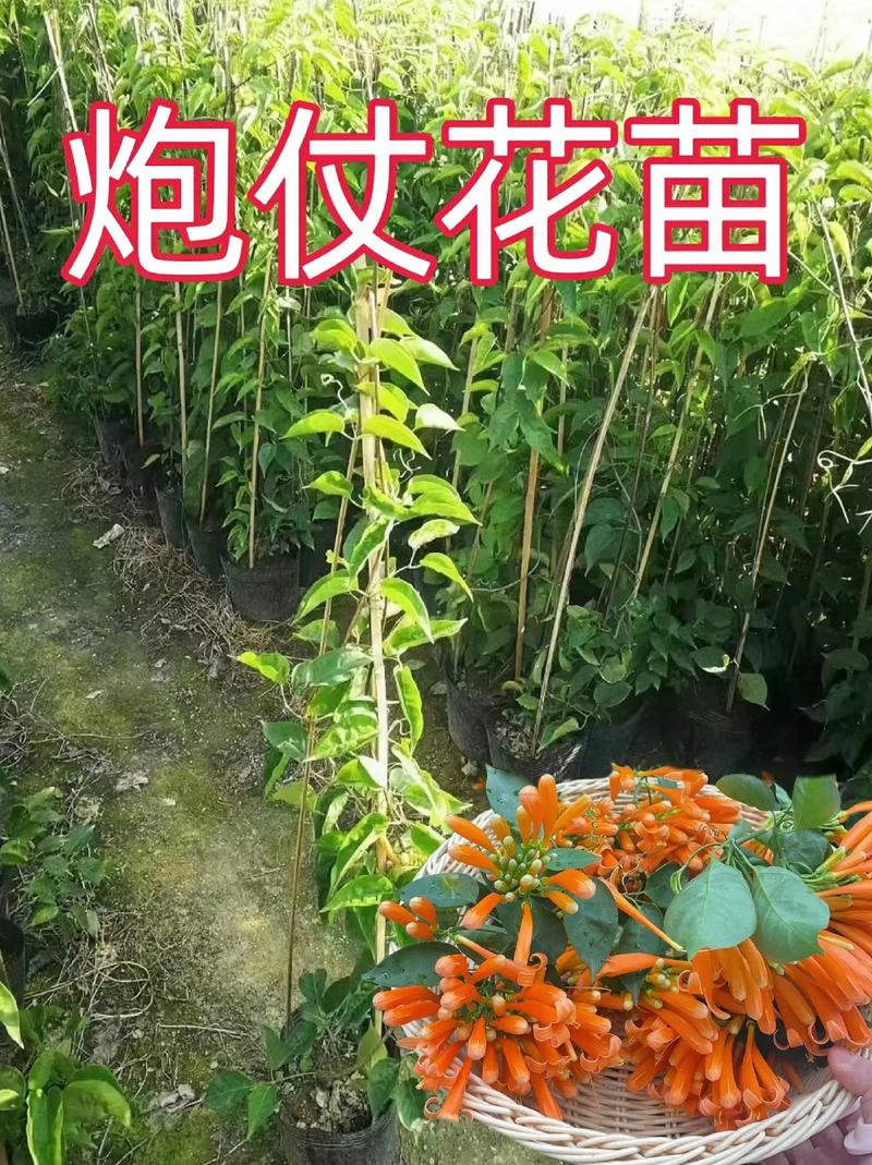 炮仗花的冬天养殖禁忌,炮仗花冬季可露地过冬吗-第3张图片-优品飞百科 炮仗花的冬天养殖禁忌,炮仗花冬季可露地过冬吗-第3张图片-优品飞百科