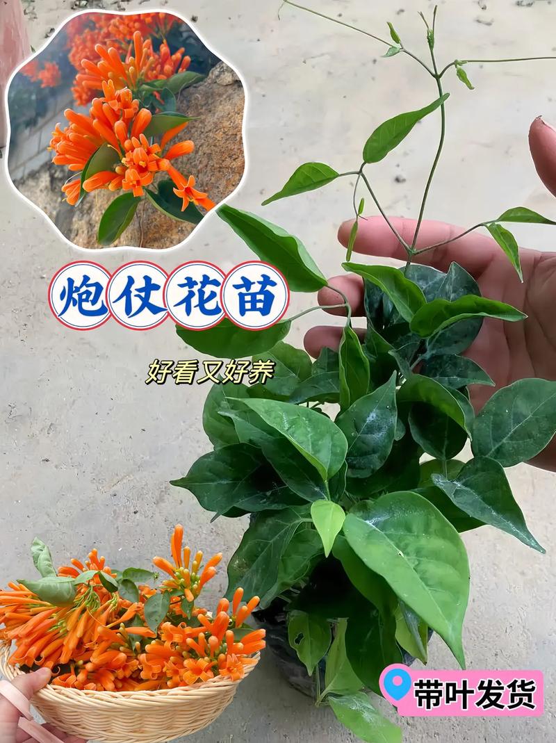 炮仗花的冬天养殖禁忌,炮仗花冬季可露地过冬吗-第5张图片-优品飞百科 炮仗花的冬天养殖禁忌,炮仗花冬季可露地过冬吗-第5张图片-优品飞百科