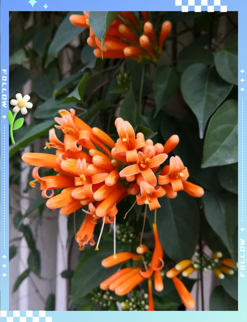 炮仗花的冬天养殖禁忌,炮仗花冬季可露地过冬吗-第6张图片-优品飞百科 炮仗花的冬天养殖禁忌,炮仗花冬季可露地过冬吗-第6张图片-优品飞百科