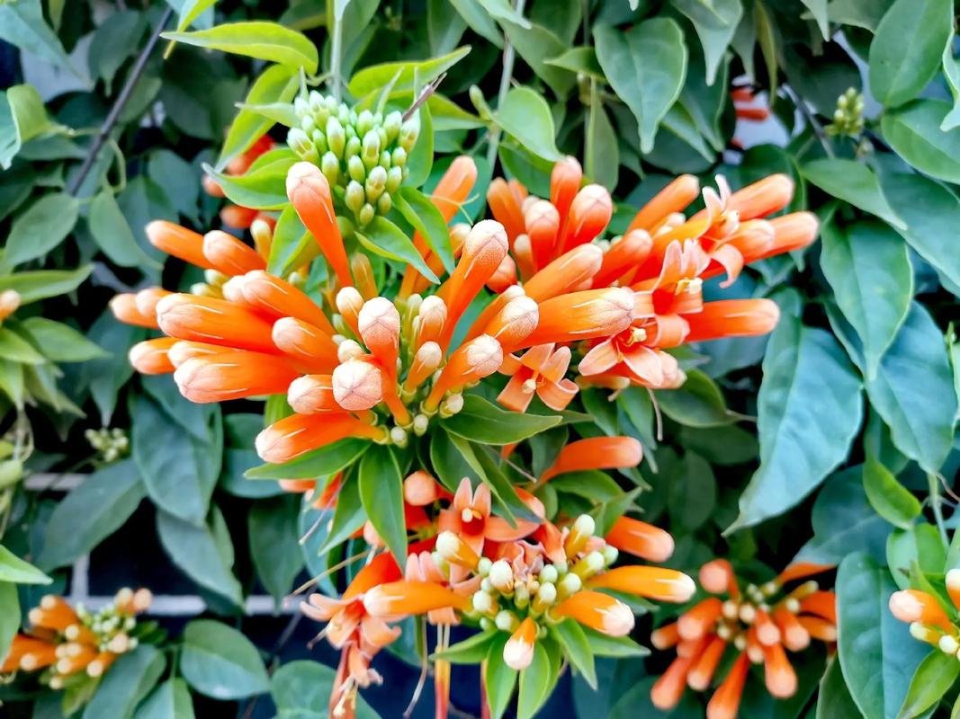 炮仗花的冬天养殖禁忌,炮仗花冬季可露地过冬吗-第7张图片-优品飞百科 炮仗花的冬天养殖禁忌,炮仗花冬季可露地过冬吗-第7张图片-优品飞百科