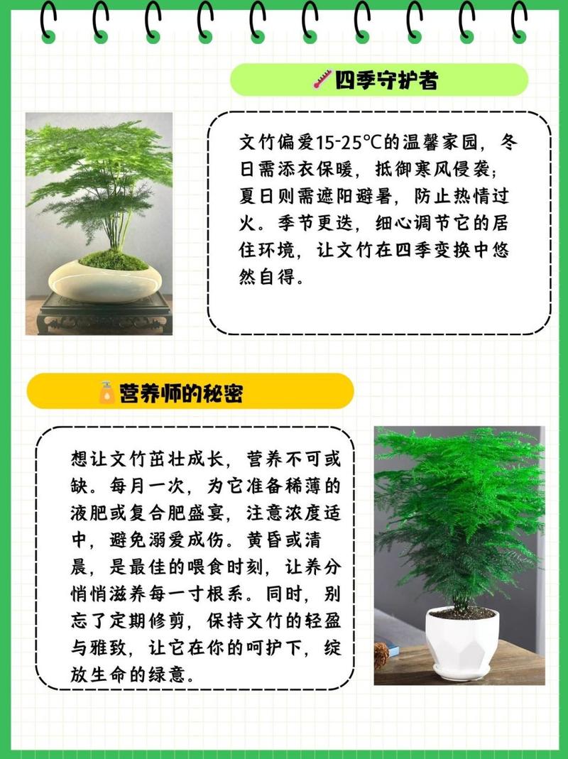 文竹怎么养才能疯长,文竹怎么养容易活-第1张图片-优品飞百科 文竹怎么养才能疯长,文竹怎么养容易活-第1张图片-优品飞百科