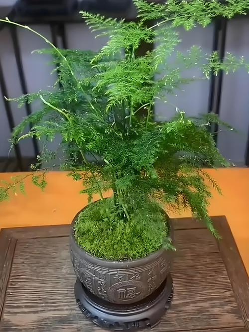 文竹怎么养才能疯长,文竹怎么养容易活-第3张图片-优品飞百科 文竹怎么养才能疯长,文竹怎么养容易活-第3张图片-优品飞百科