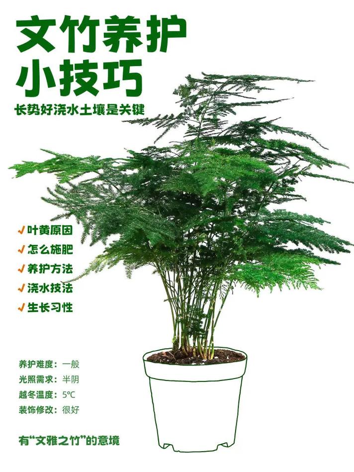 文竹怎么养才能疯长,文竹怎么养容易活-第4张图片-优品飞百科 文竹怎么养才能疯长,文竹怎么养容易活-第4张图片-优品飞百科