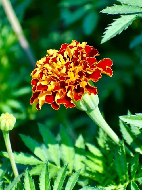 孔雀草怎么养？孔雀草怎么养到第二年？-第1张图片-优品飞百科