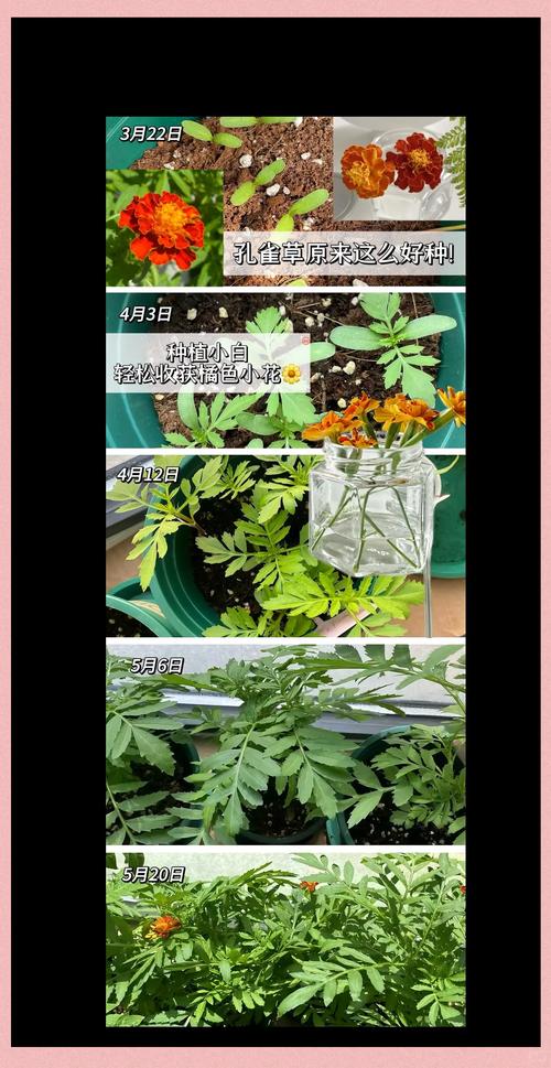 孔雀草怎么养？孔雀草怎么养到第二年？-第2张图片-优品飞百科