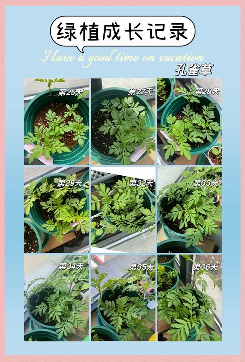 孔雀草怎么养？孔雀草怎么养到第二年？-第3张图片-优品飞百科