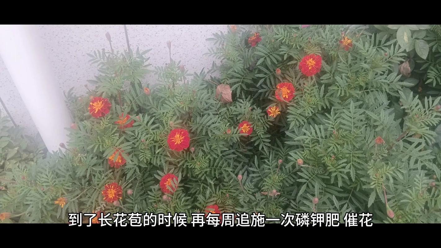 孔雀草怎么养？孔雀草怎么养到第二年？-第4张图片-优品飞百科